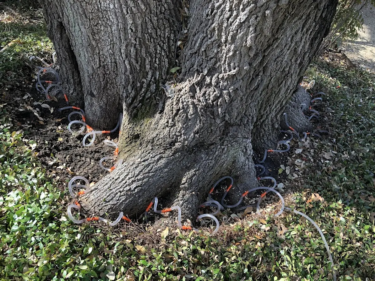 Detailed Tree Cabling and Bracing job site in Tawas City