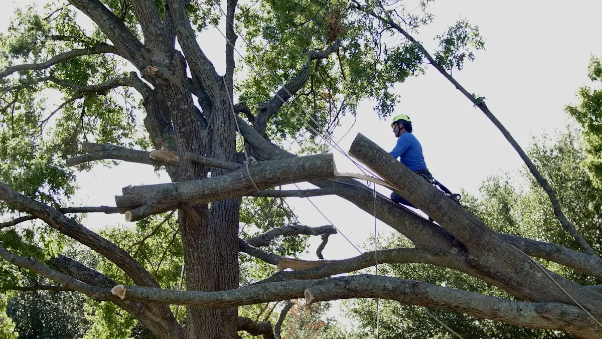 Professional Crown Thinning performed by certified arborists in Tawas City