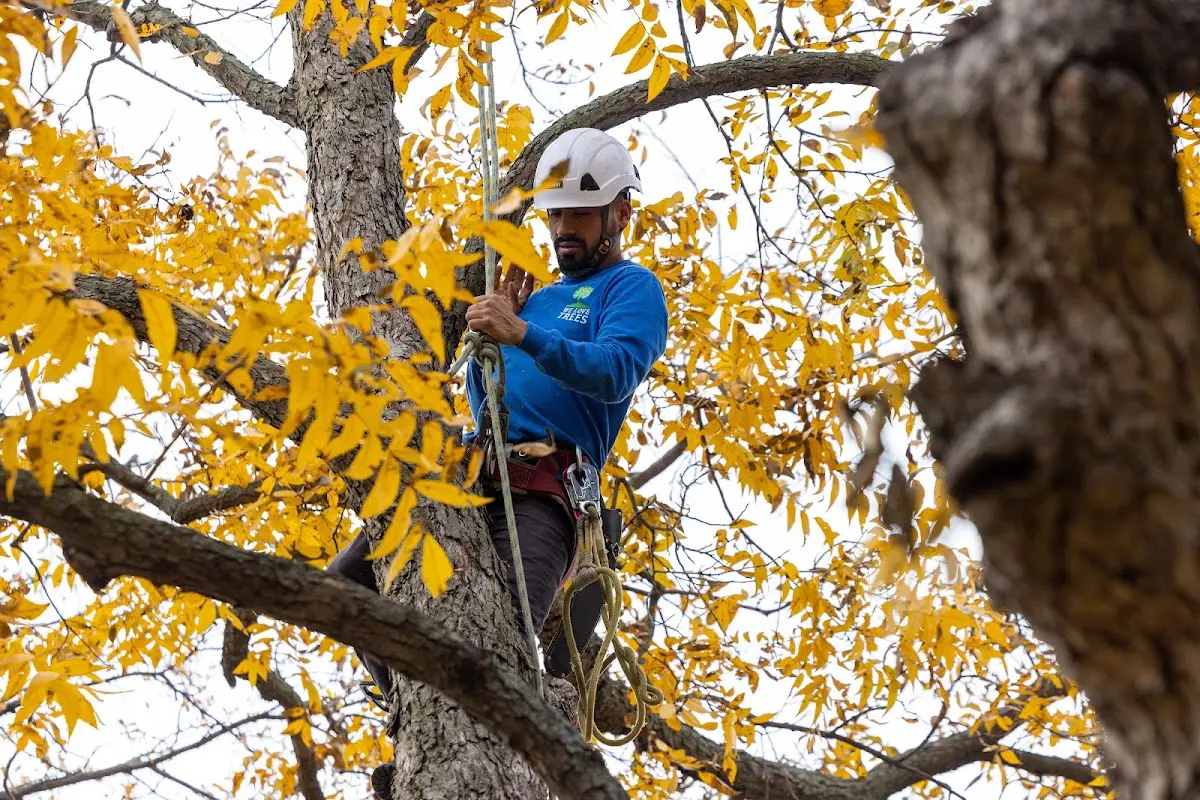 Skilled Tree Pruning crew working in Tawas City