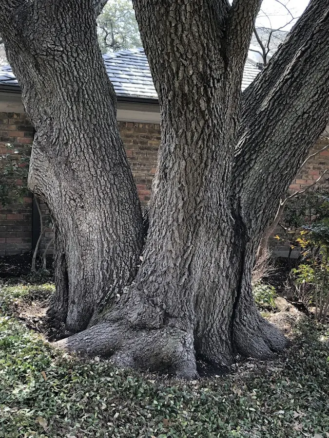 Mature heritage tree close to a Tawas City property cared for by certified arborists